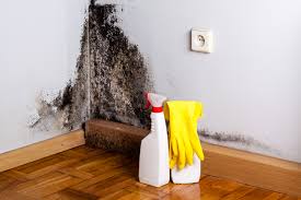 Mold Remediation for Vacation Homes